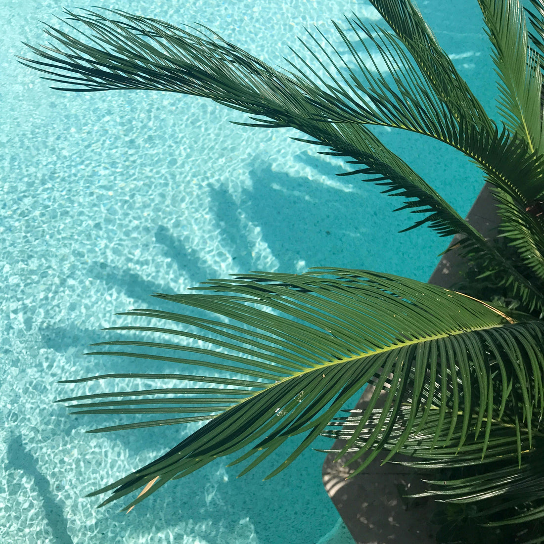 summer palm leaves over blue water